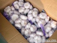 fresh garlic, pure white garlic, normal white garlic, fresh vegetables