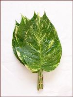 Cut Foliage