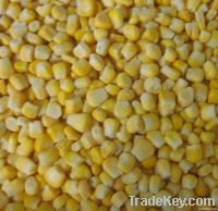 IQF sweet corn kernels