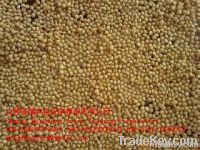 foxtail millet