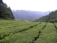 https://cn.tradekey.com/product_view/Alp-Green-Tea-6040170.html