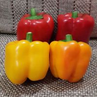 https://cn.tradekey.com/product_view/Color-Capsicum-Red-Yellow-6469289.html