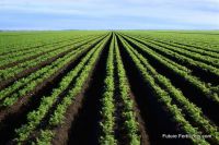Fertilizers 