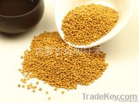 broomcorn millet