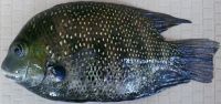 Green Chromide ( Karimeen