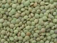 green lentils importers,green lentils buyers,green lentils importer,buy green lentils,green lentils buyer,import green lentils