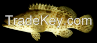 Live Grouper