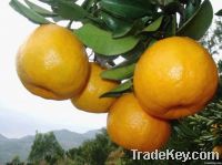 Fresh YongChun Lu Mandarin orange/ponlan(kino)