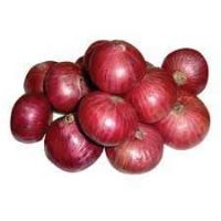 Onions - Fresh High Quality Red Onions