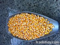 Yellow Corn