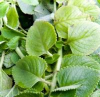 Herbs &amp; Natural Remedies
