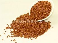 Chinese Sorghum