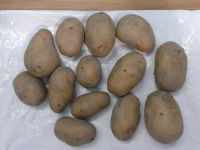 FRESH POTATO (GRANULA ROUND SHAPE)