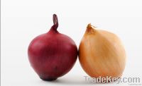 Fresh peeled onion