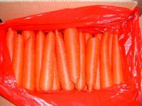 FRESH CARROT
