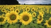 sunflower honey