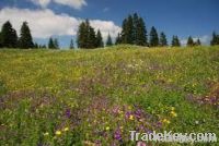 Meadow Honey