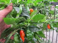 Bhut Jolokia "Ghost Pepper" Seeds