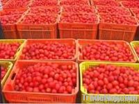 tomato paste 70g canned in tins small From China