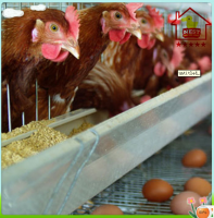 Layer Chicken cage of poultry equipment