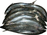 Sarda Orientalis