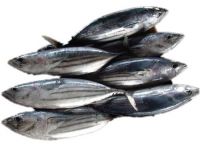 Katsuwonus Pelamis Fish