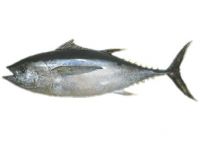 Thunnus Alalunga