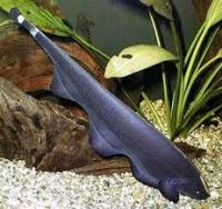 Black Ghost Fish