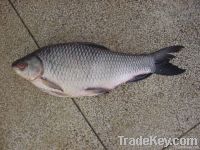 Sell FROZEN ROHU FISH