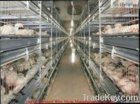 Broiler Rearing Cage