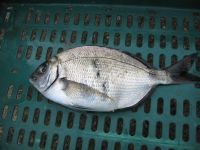 White Bream (Diplodus Sargus)