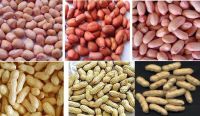 Good Quality Jumbo Raw Peanuts Kernel