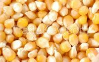 High Quality Corn And Maize From Nature