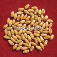 India high qulity cheap price milling wheat sale