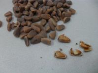 pine nut