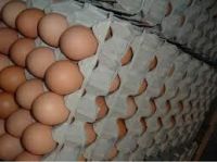 Fresh Chicken Eggs