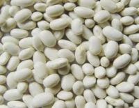 White Kidney Beans