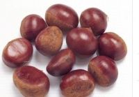 Chinese Chestnut