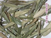 Olea Europaea Leaf