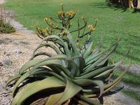 Aloe Vera
