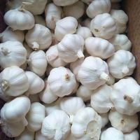 Bulk Fresh, Dehydrated, Garlic, Onion, Ginger, Cardamom, Pepper Spice, Global Exporters From South Africa