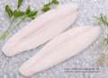 Frozen Pangasius Fillets