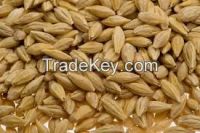 High Quality Barley Grains 