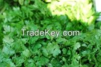 High  quality Green Coriander 