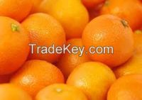 High  quality  fresh orange 
