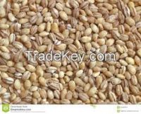 High quality  pearl barley 
