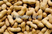 High  quality  peanuts