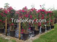 High  quality  blooming Bougainvillea 