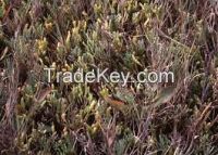 High  quality  salicornia