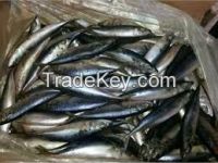 High  quality mackerel 200-300g 